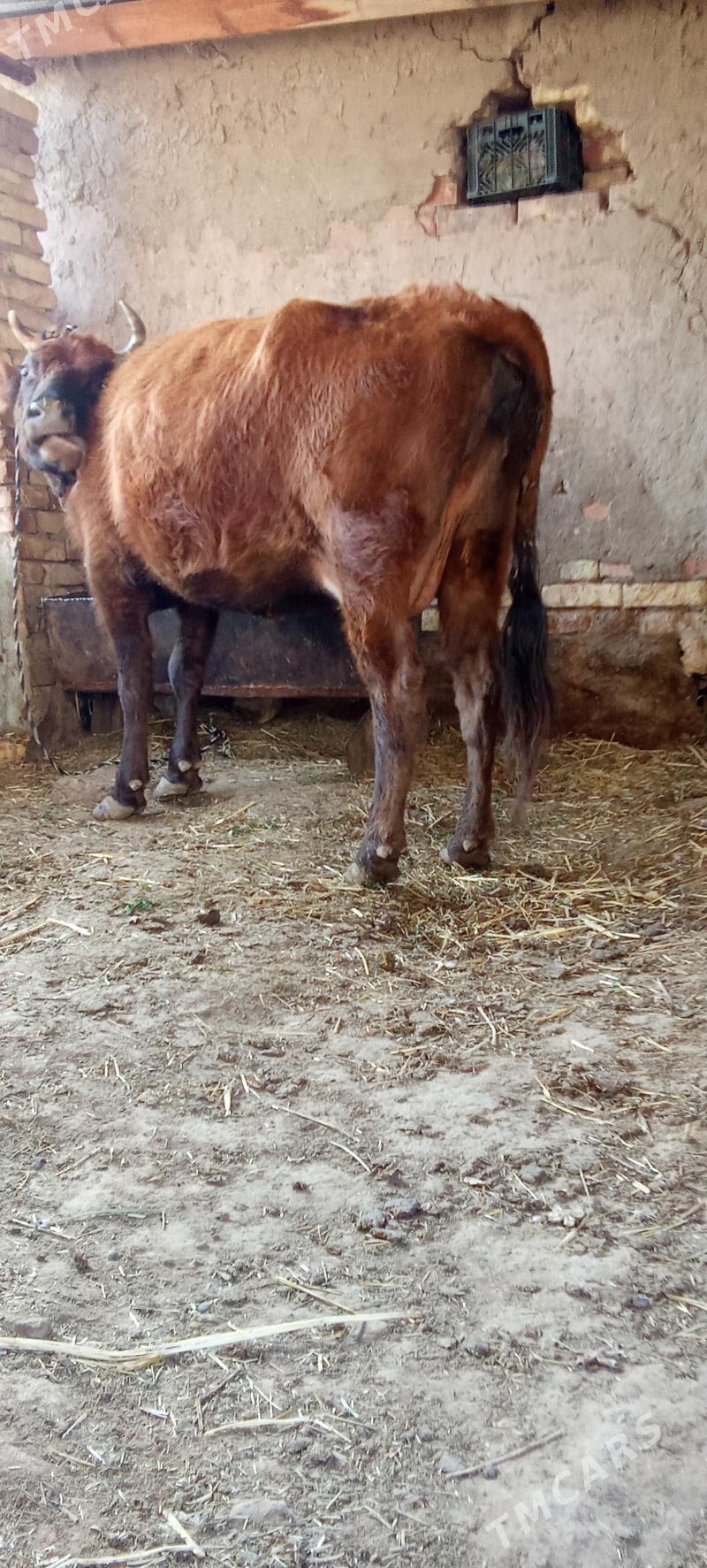 Göleli sygyr - Tejen - img 6