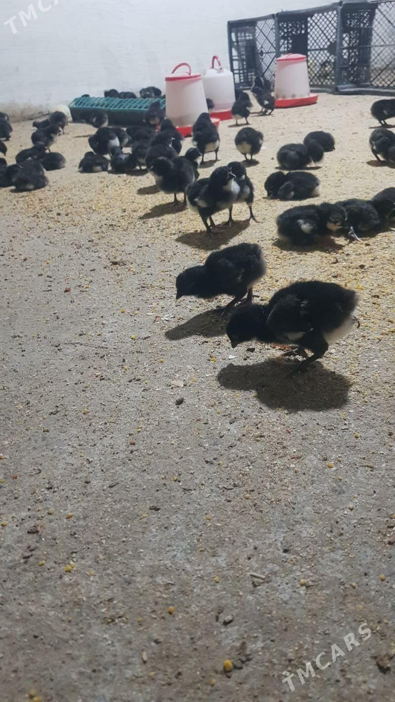 ataks daminand juje - Herrikgala - img 1