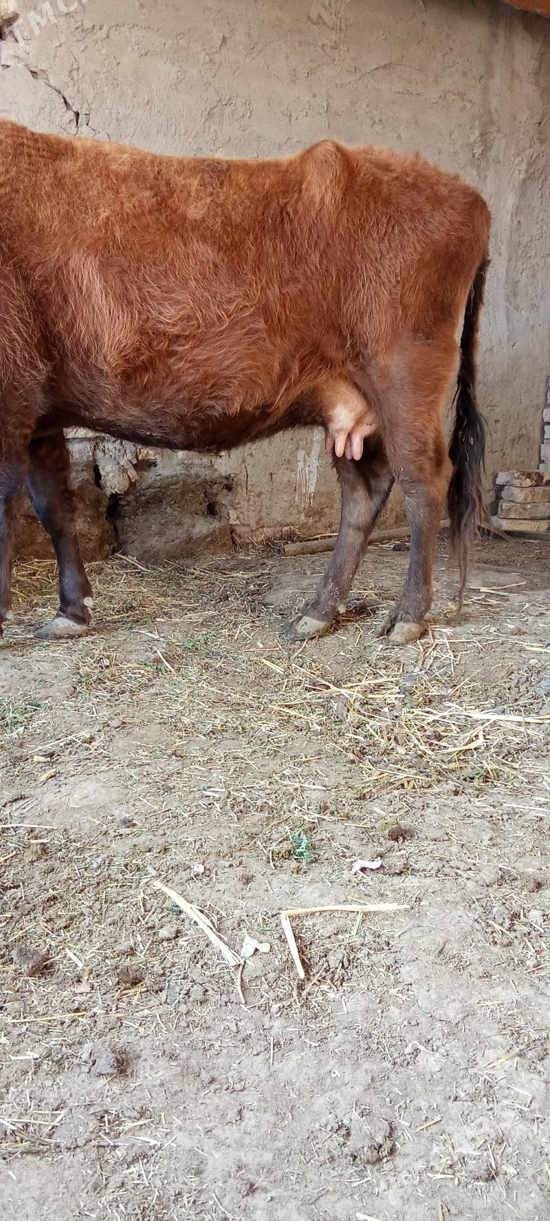 Göleli sygyr - Tejen - img 1