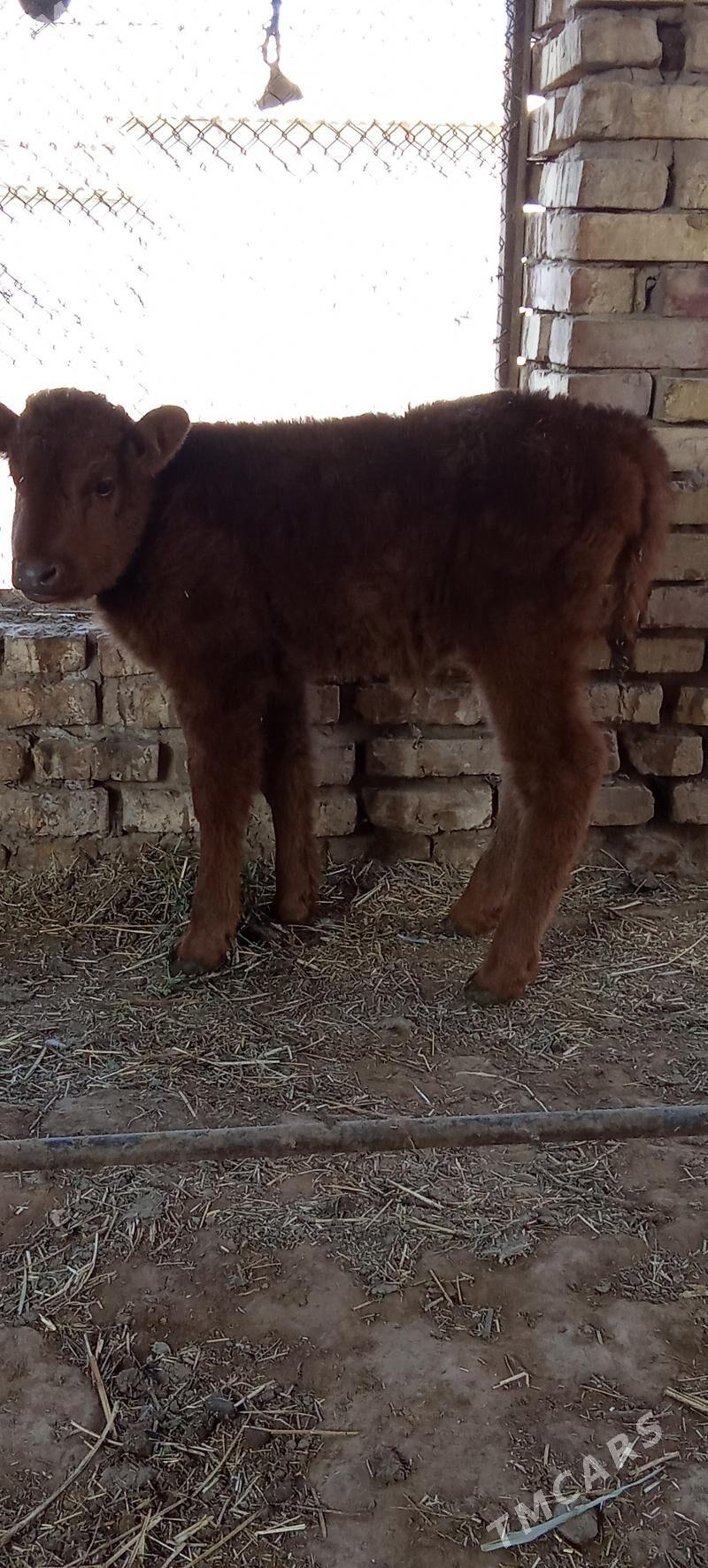 Göleli sygyr - Tejen - img 4