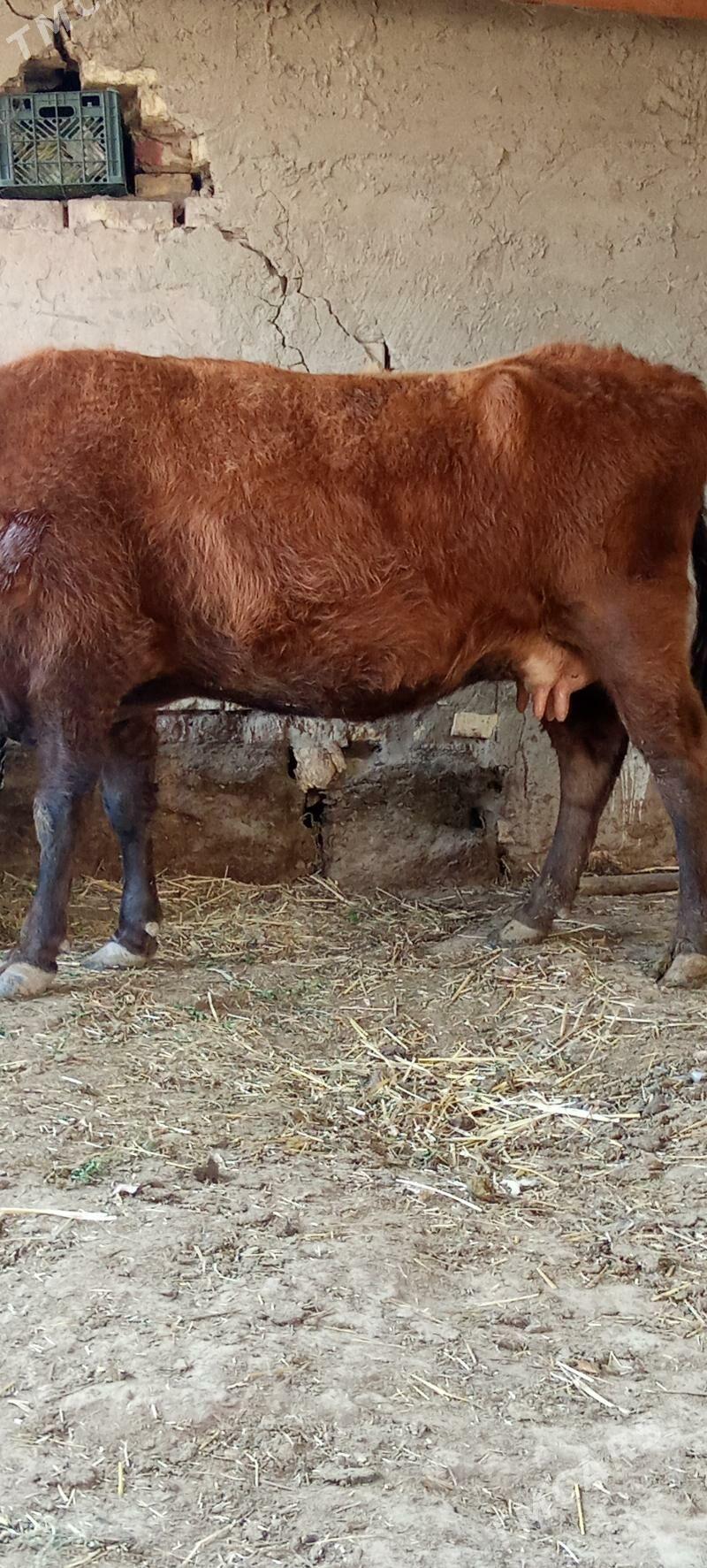 Göleli sygyr - Tejen - img 2