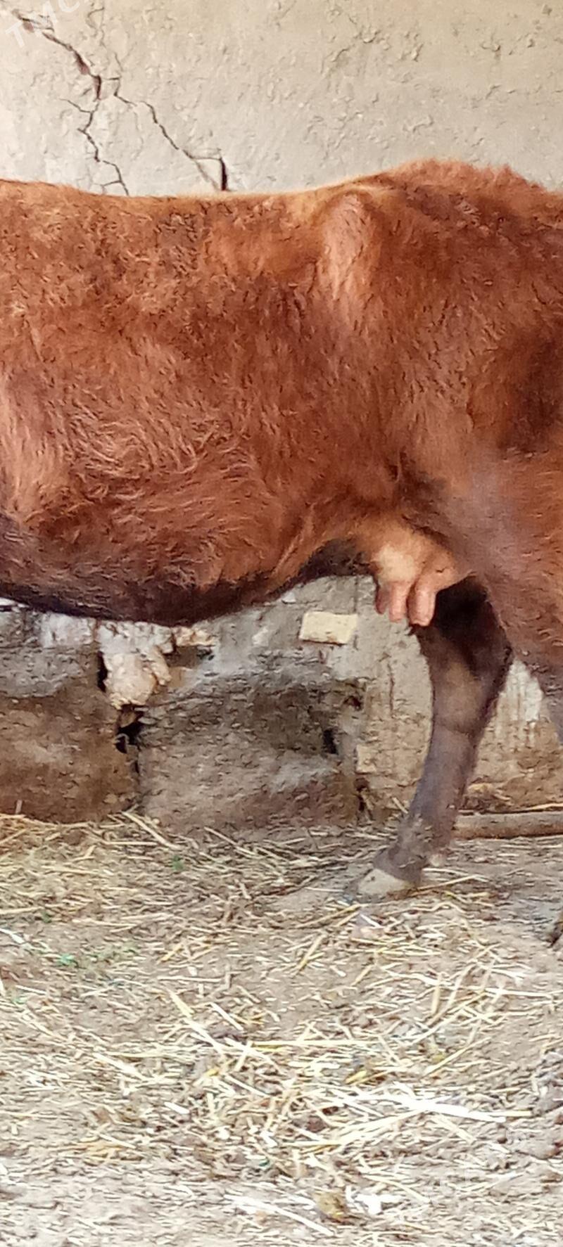 Göleli sygyr - Tejen - img 3