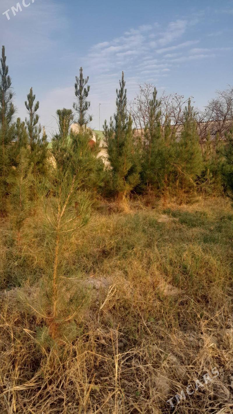 sosno - Багир - img 1