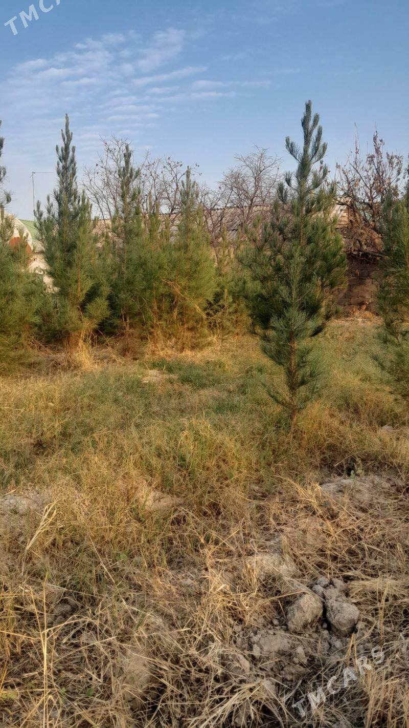 sosno - Багир - img 2