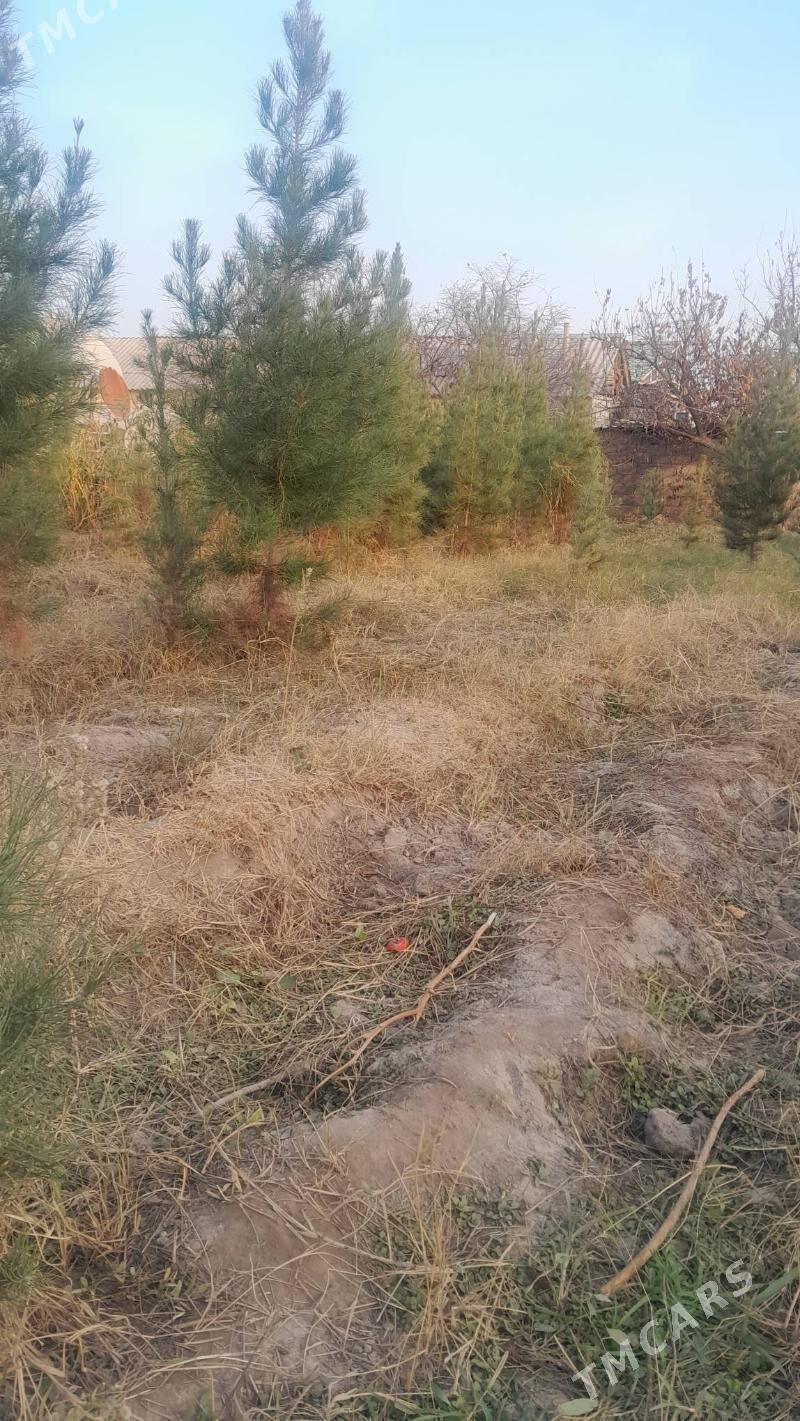 sosno - Багир - img 3