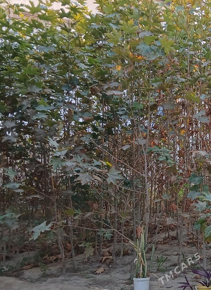 Çynar agaçlary - Ашхабад - img 2