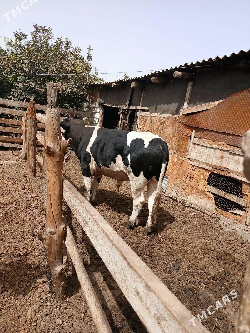 okuz - Ашхабад - img 1