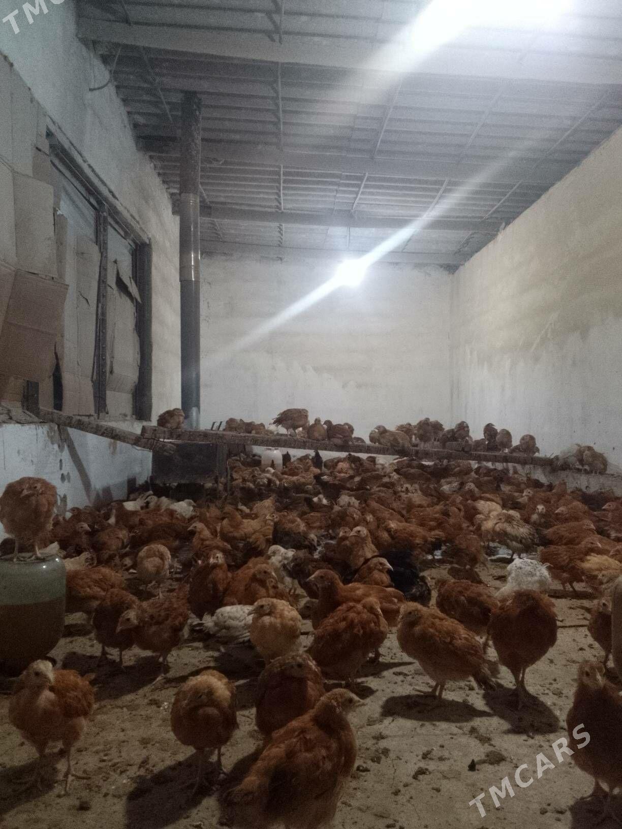 towuk juje - Бахарден - img 3