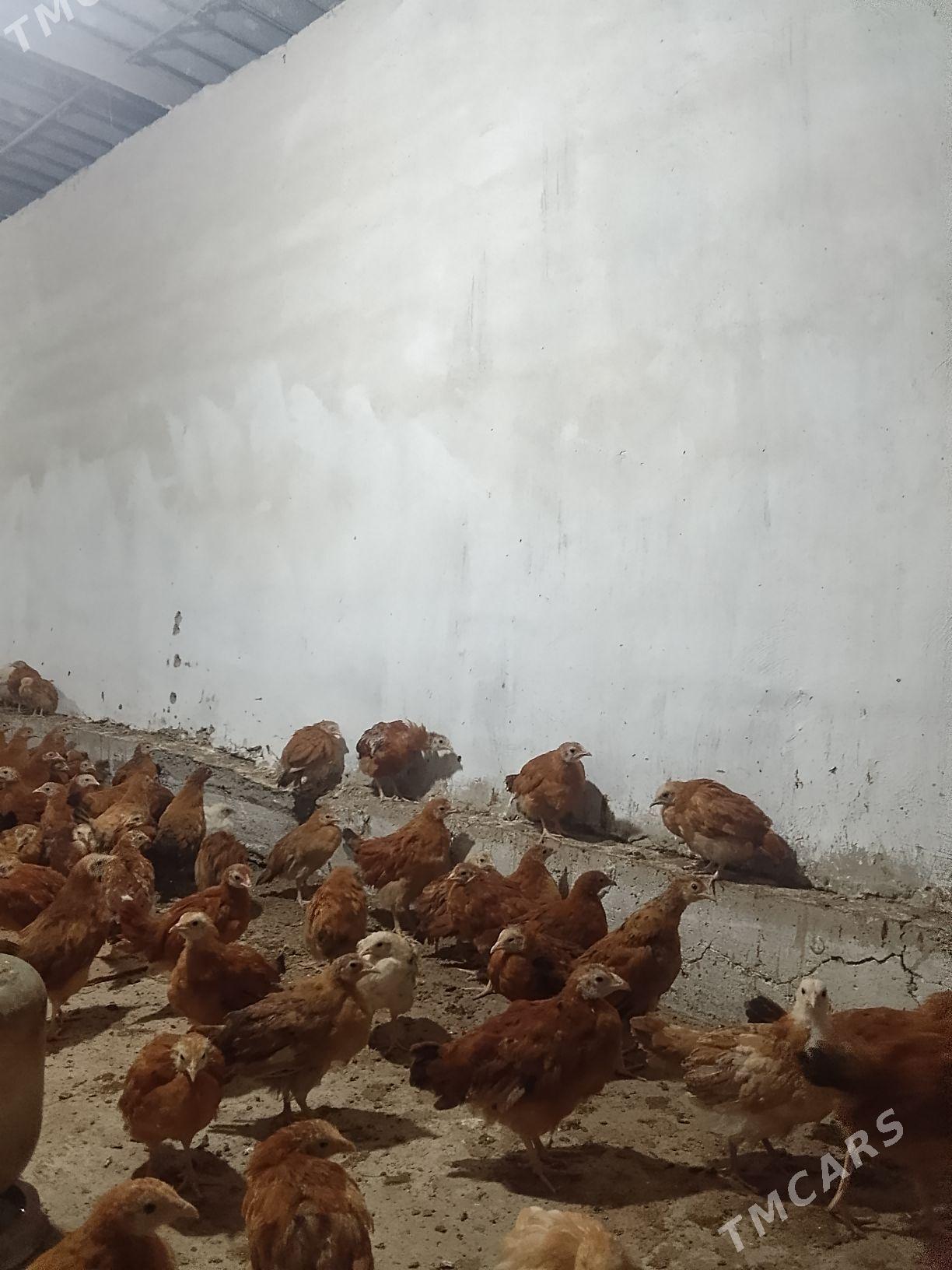 towuk juje - Бахарден - img 2