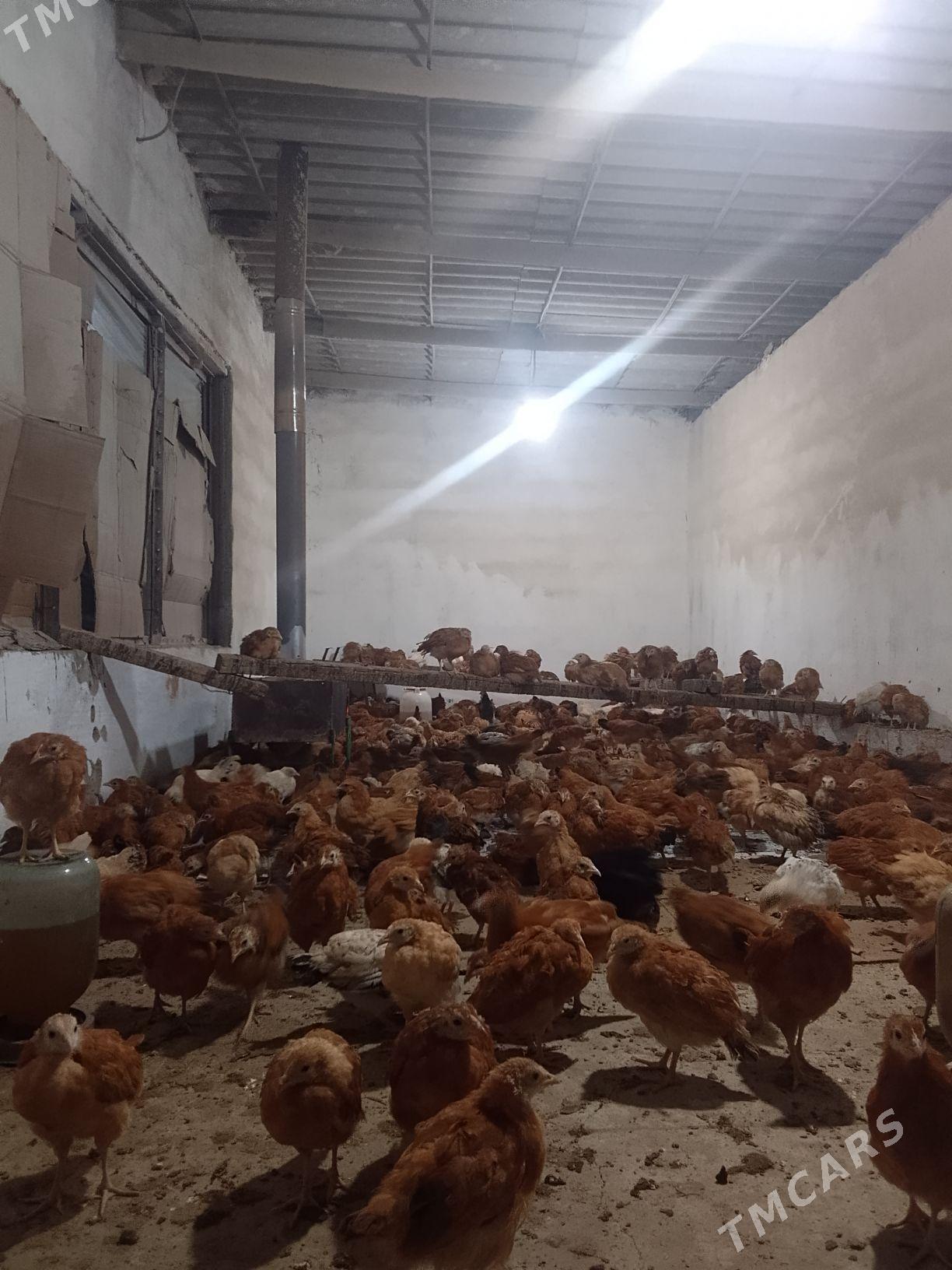 towuk juje - Бахарден - img 4