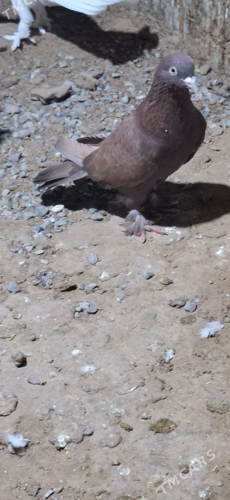 kepderi - Анев - img 2