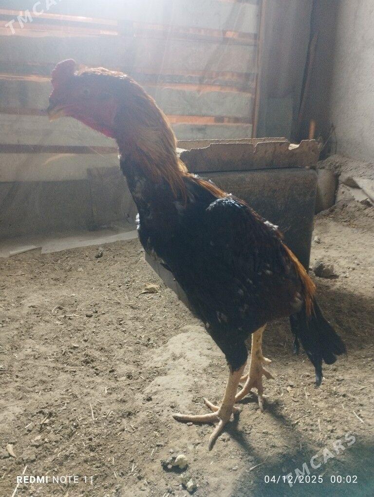 Taşkent - Aşgabat - img 1