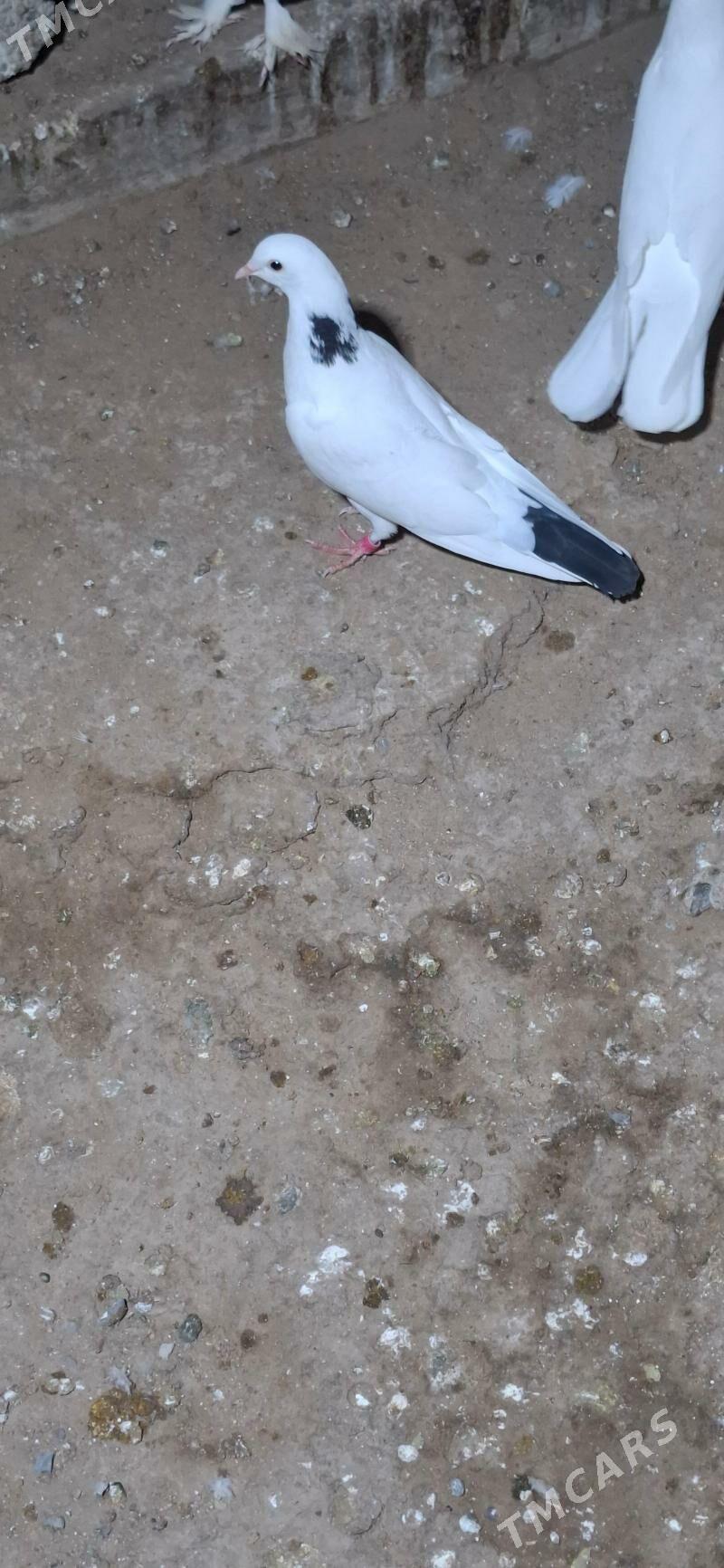 kepderi - Анев - img 4