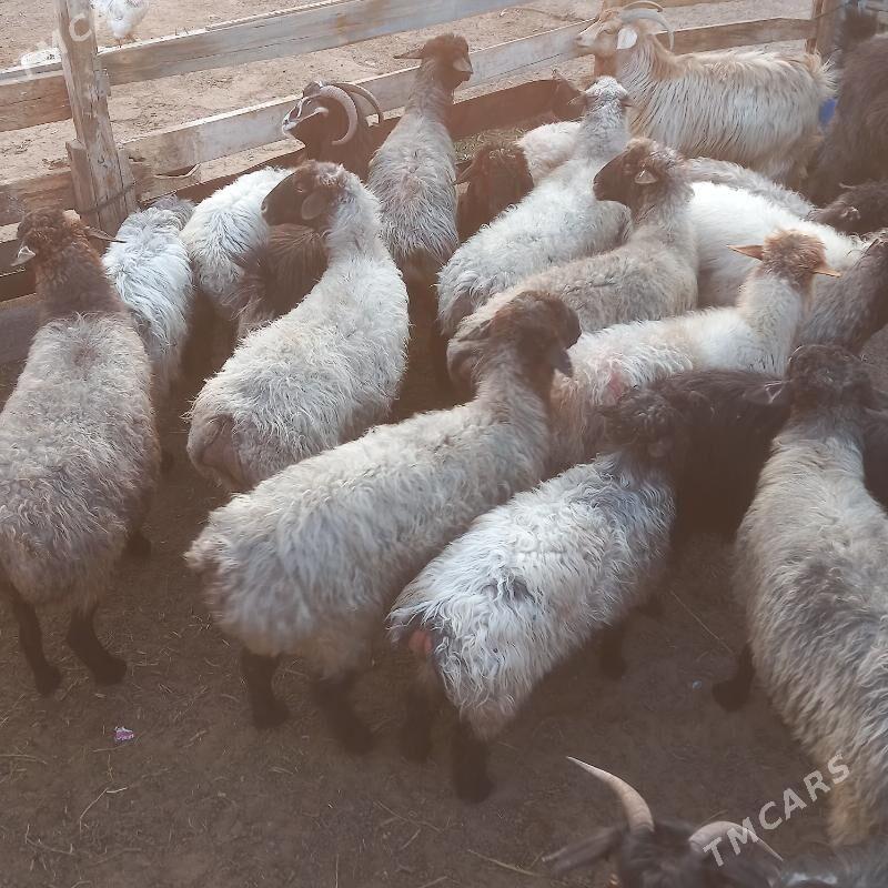 GOYUN - Чоганлы - img 2