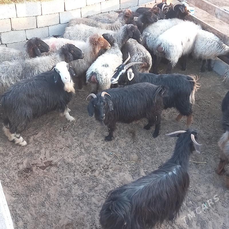 GOYUN - Чоганлы - img 3