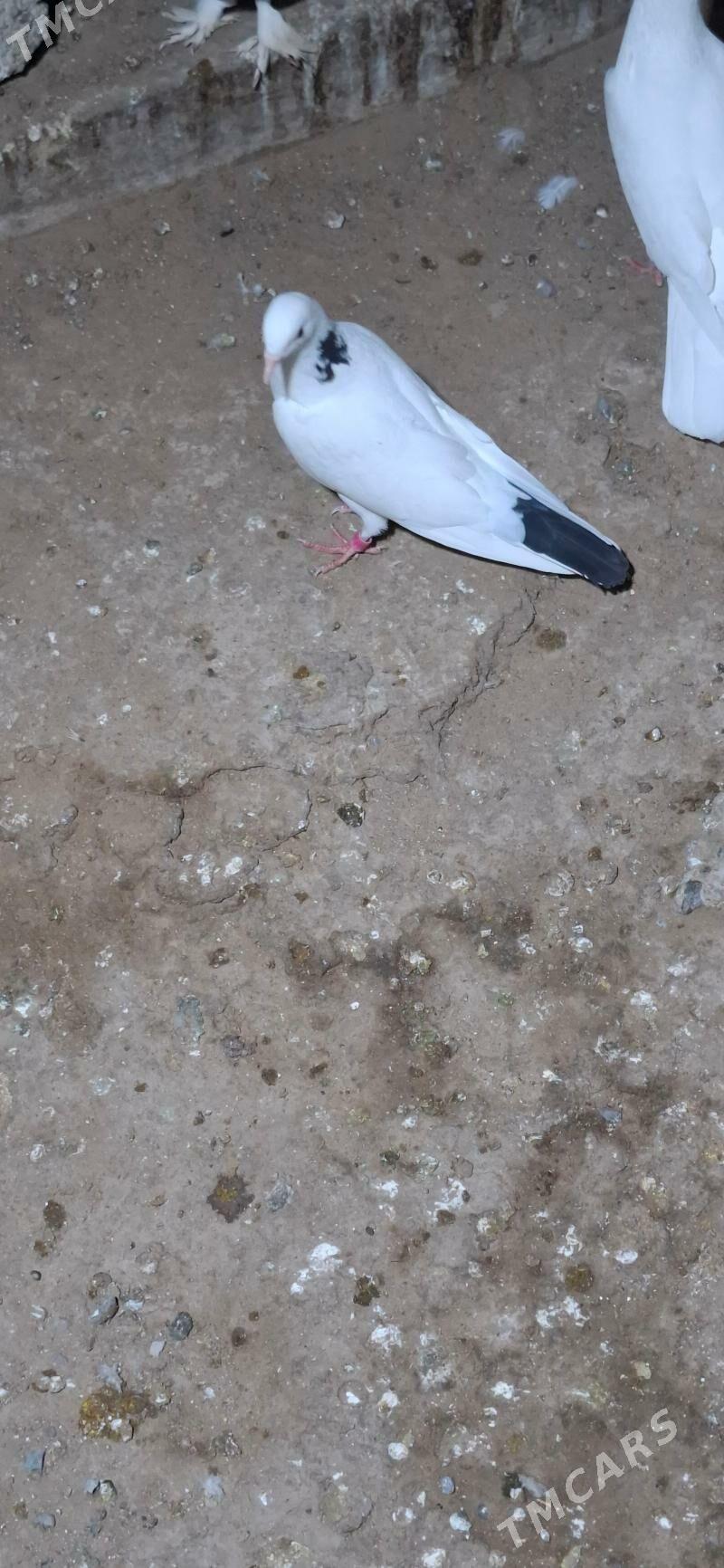 kepderi - Анев - img 3