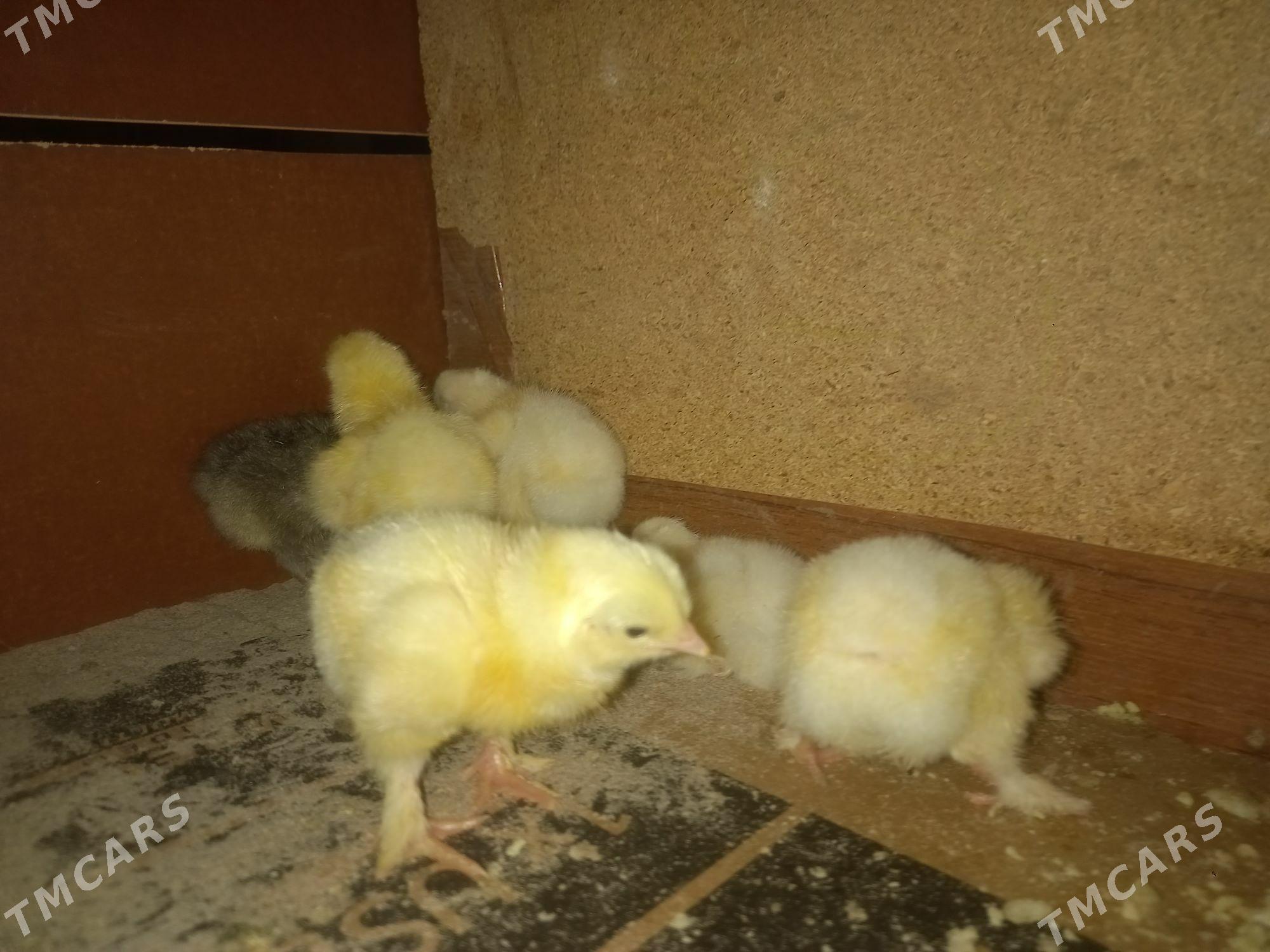 jüje - Гумдаг - img 2