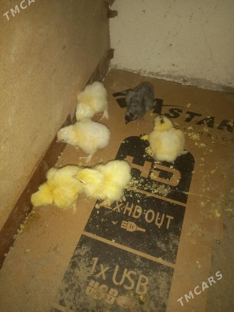 jüje - Гумдаг - img 1