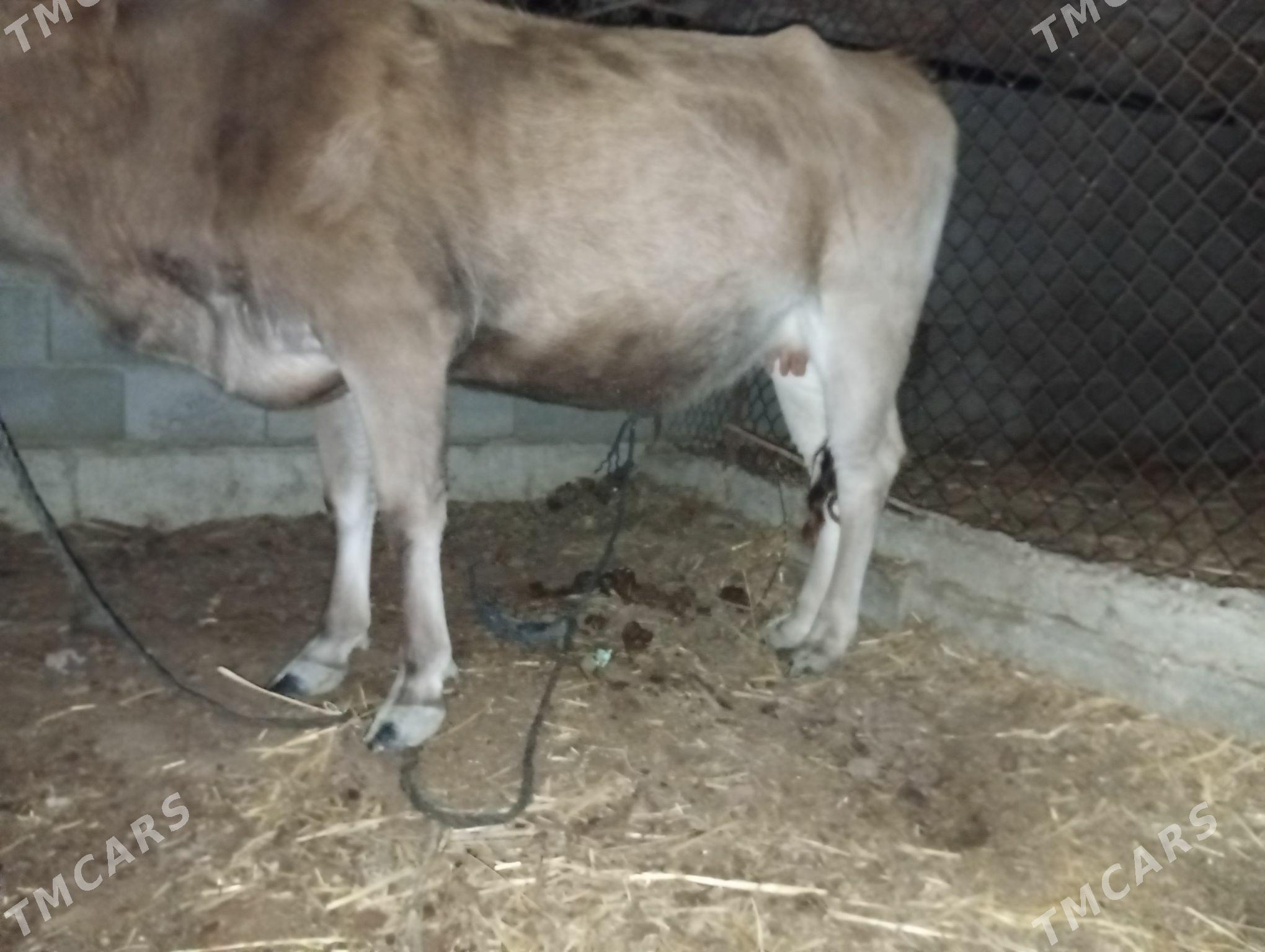 bogaz sygyr - Махтумкули - img 1