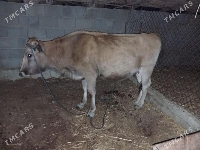 bogaz sygyr - Махтумкули - img 2