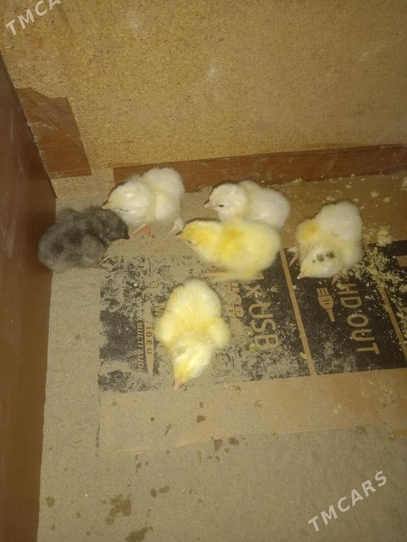 jüje - Гумдаг - img 3