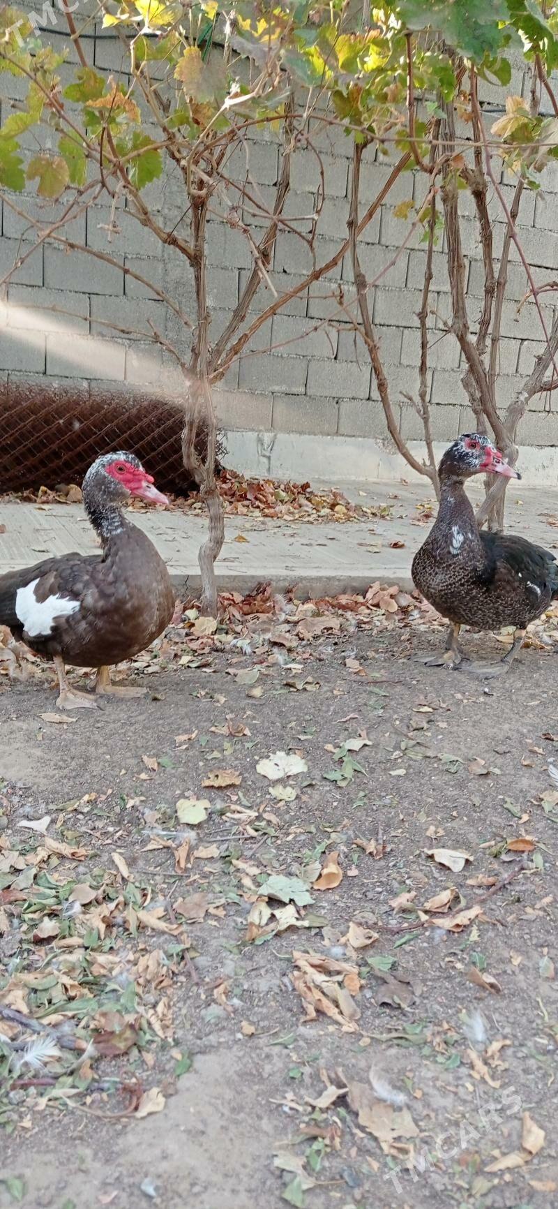 ordek - Aşgabat - img 1