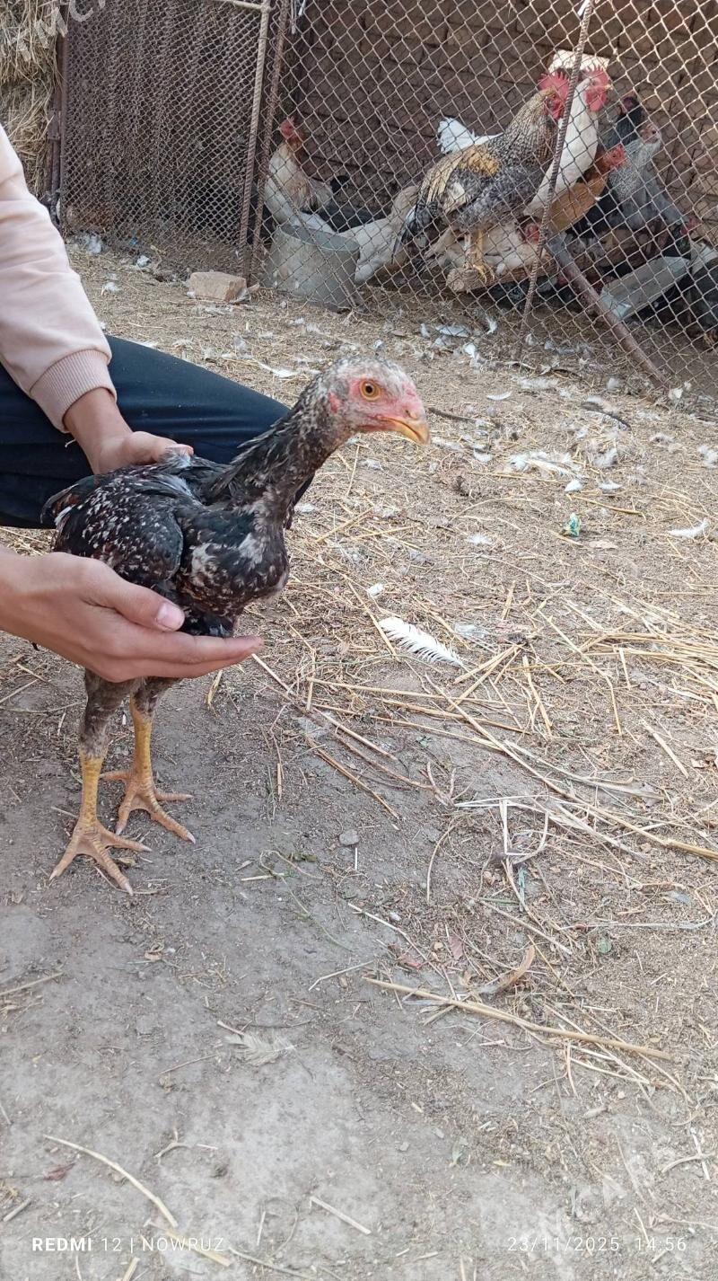 baysy horaz - Сакар - img 1