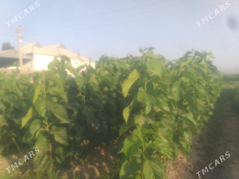 Şa Tut - Mary - img 2