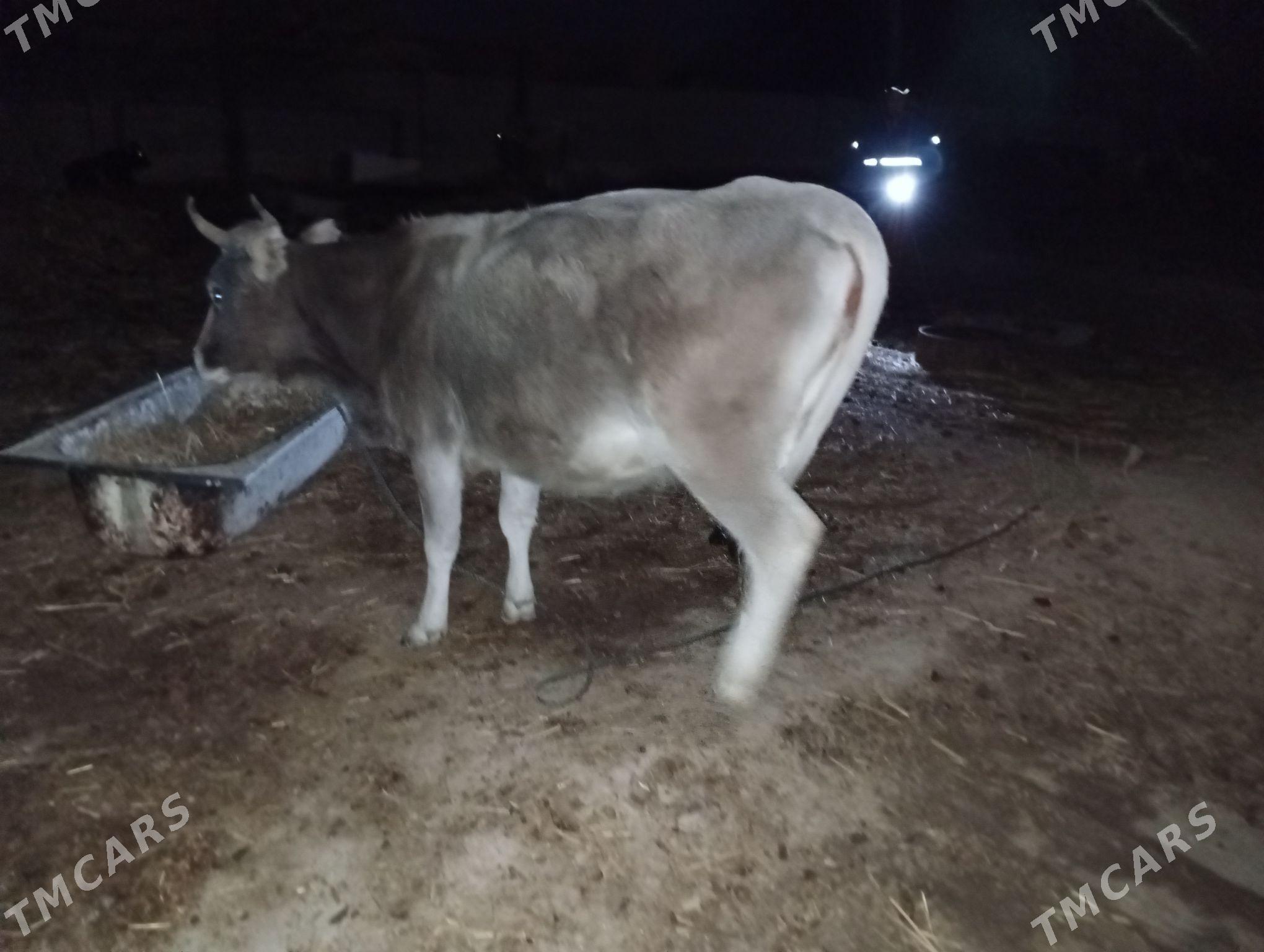 bogaz sygyr - Махтумкули - img 1