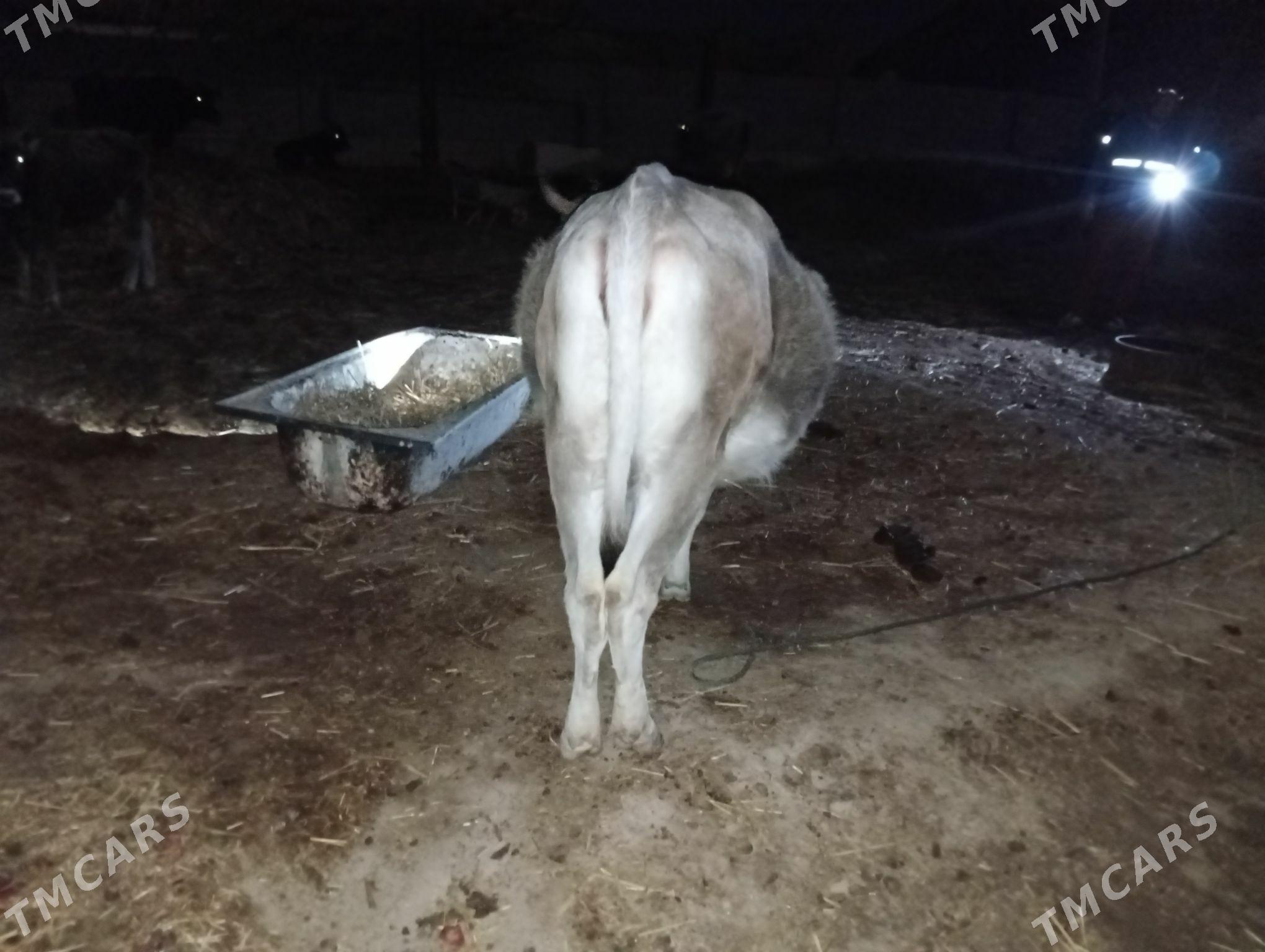 bogaz sygyr - Махтумкули - img 2