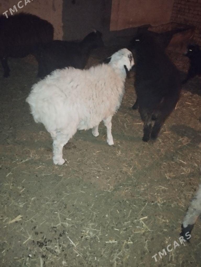 goyun - Сакар - img 2