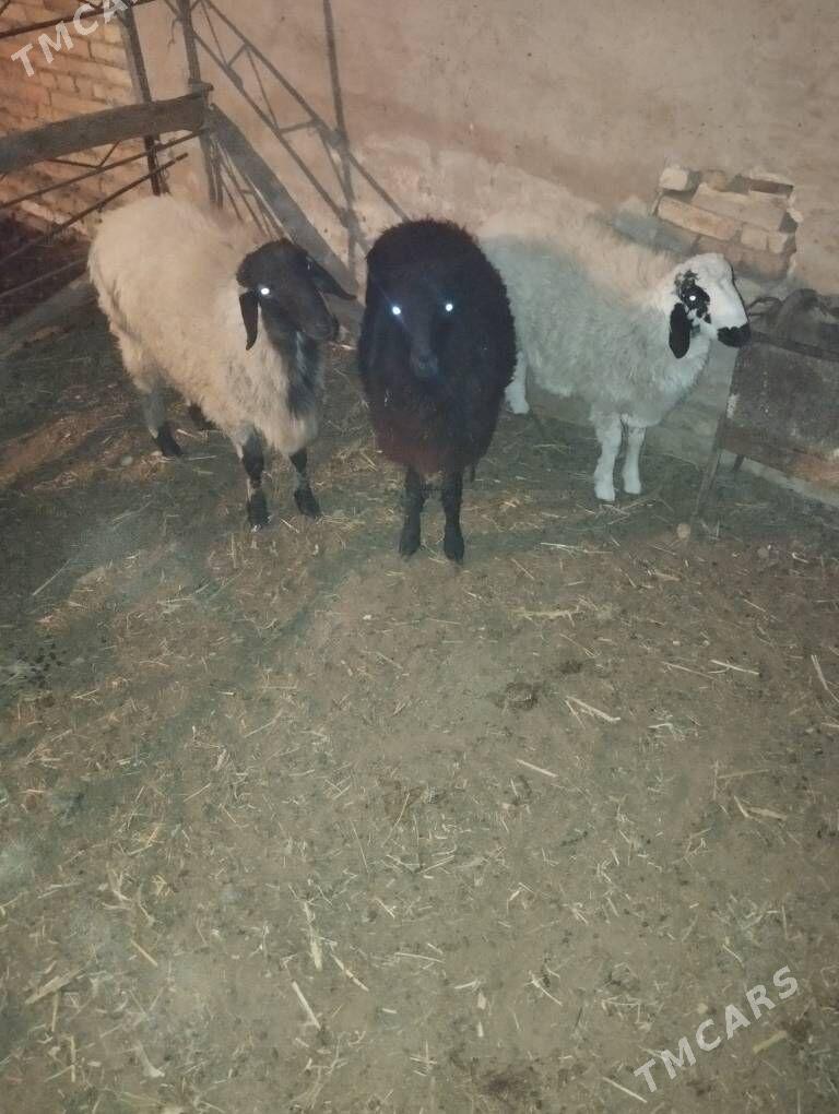 goyun - Сакар - img 3