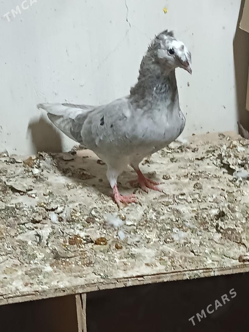 Kepderi - Mary - img 2