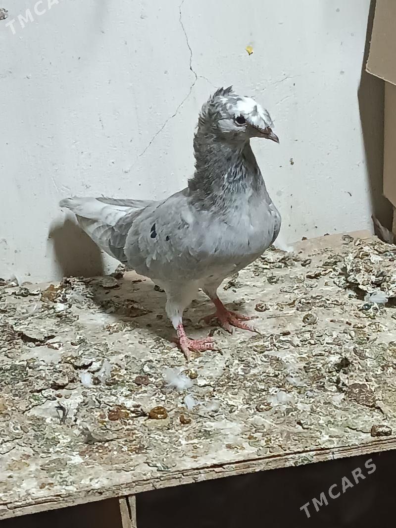 Kepderi - Mary - img 3