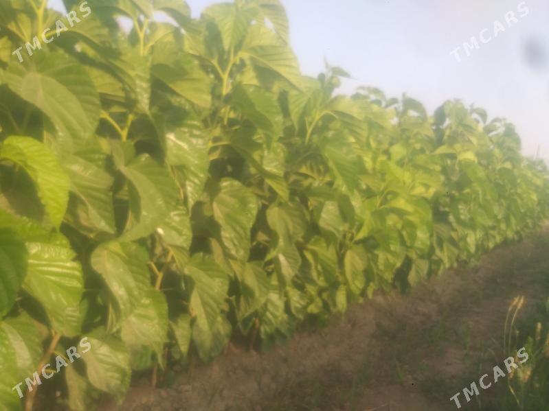 Şa Tut - Мары - img 1