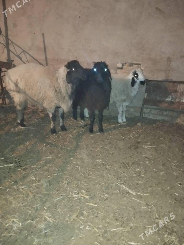 goyun - Sakar - img 1