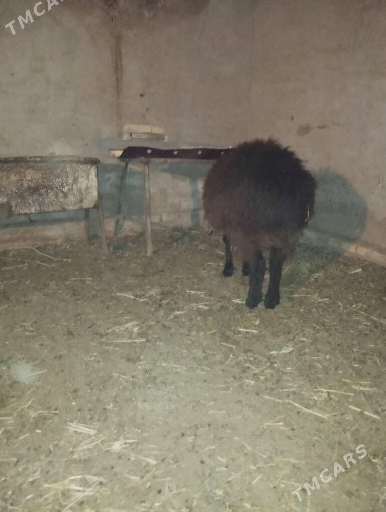 goyun - Сакар - img 4