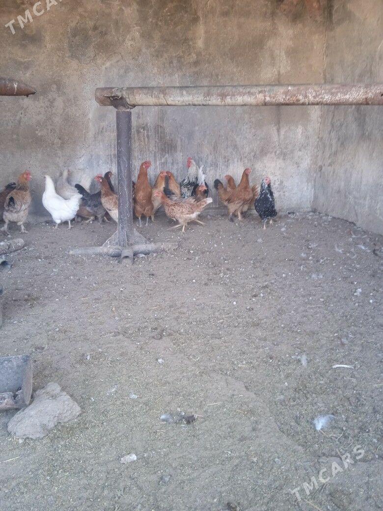 Tawuk - Гумдаг - img 2