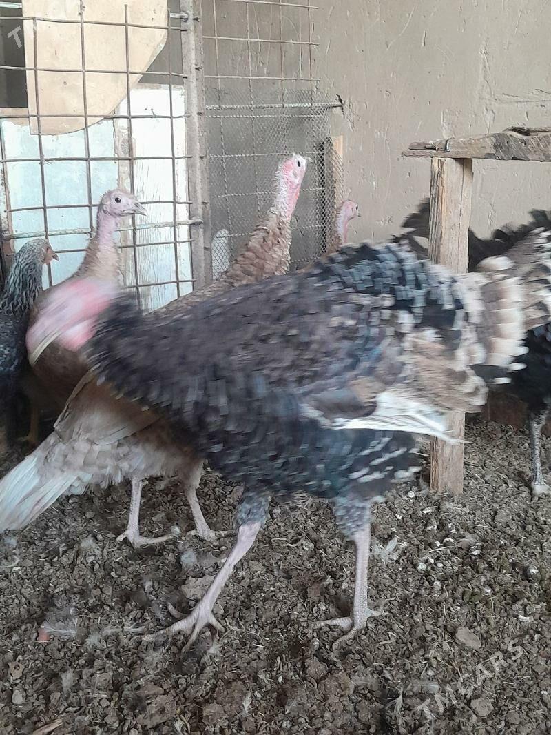 Induk mäki - Сакарчага - img 2