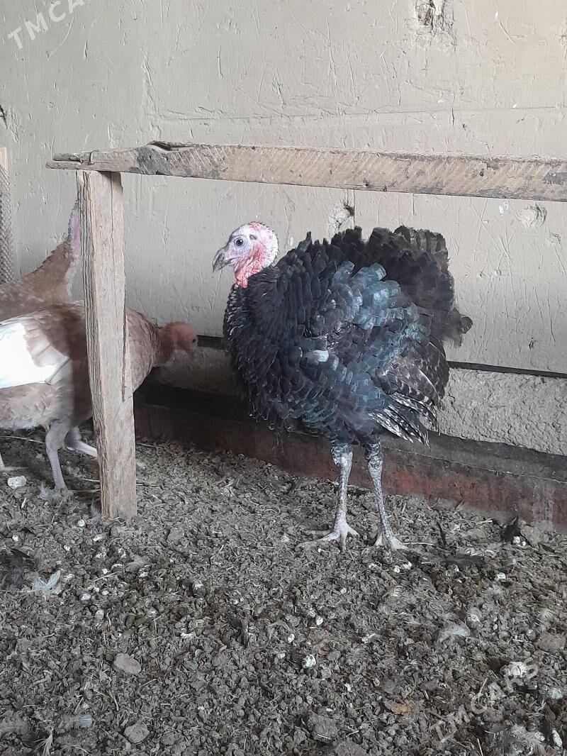 Induk mäki - Сакарчага - img 3