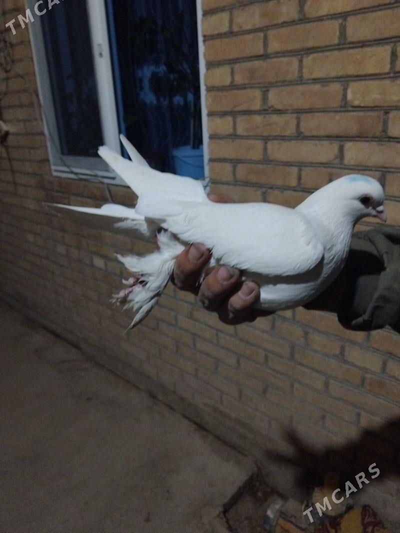 kepder - Türkmenabat - img 5