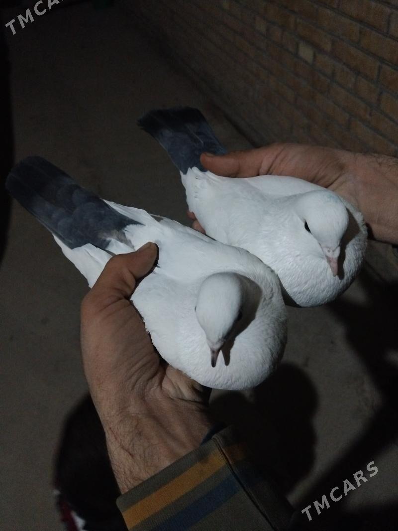 kepder - Türkmenabat - img 1