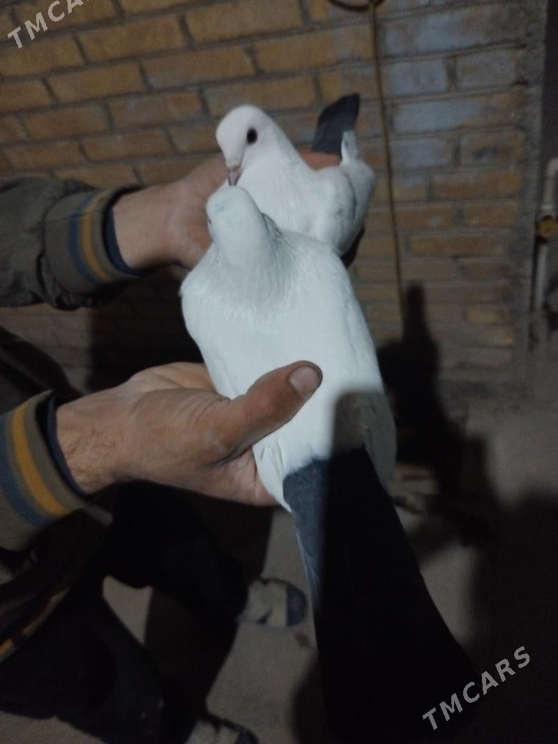 kepder - Türkmenabat - img 2