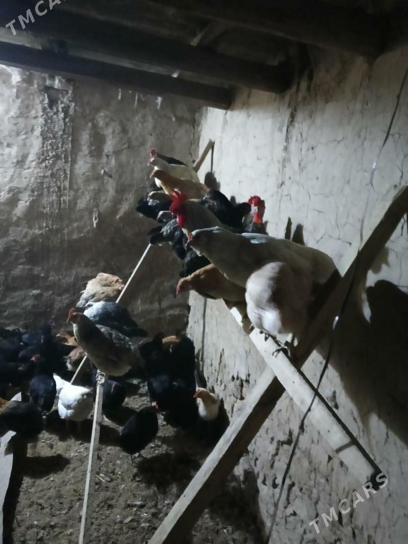 towuk - Векильбазар - img 3