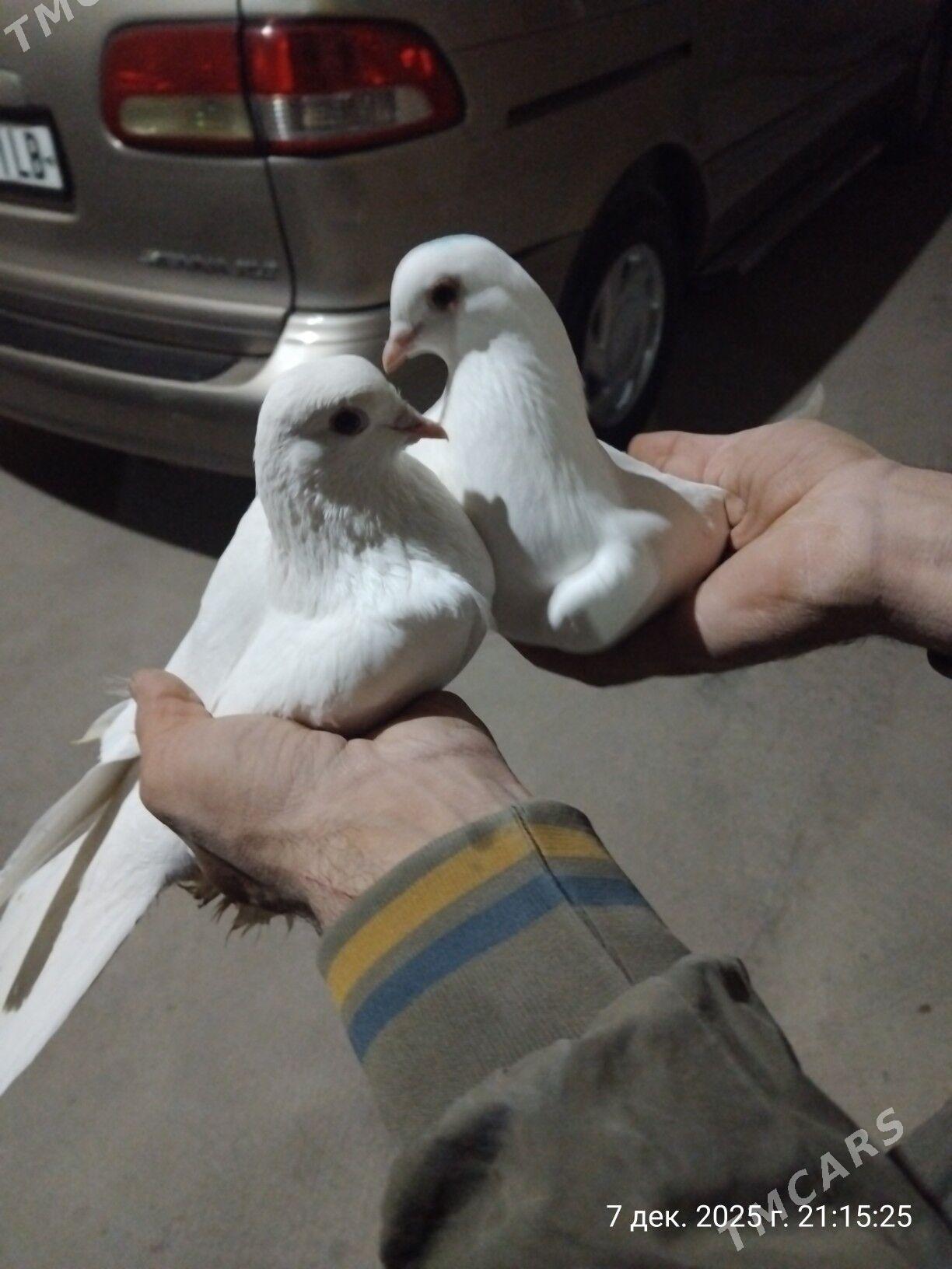 kepder - Türkmenabat - img 4