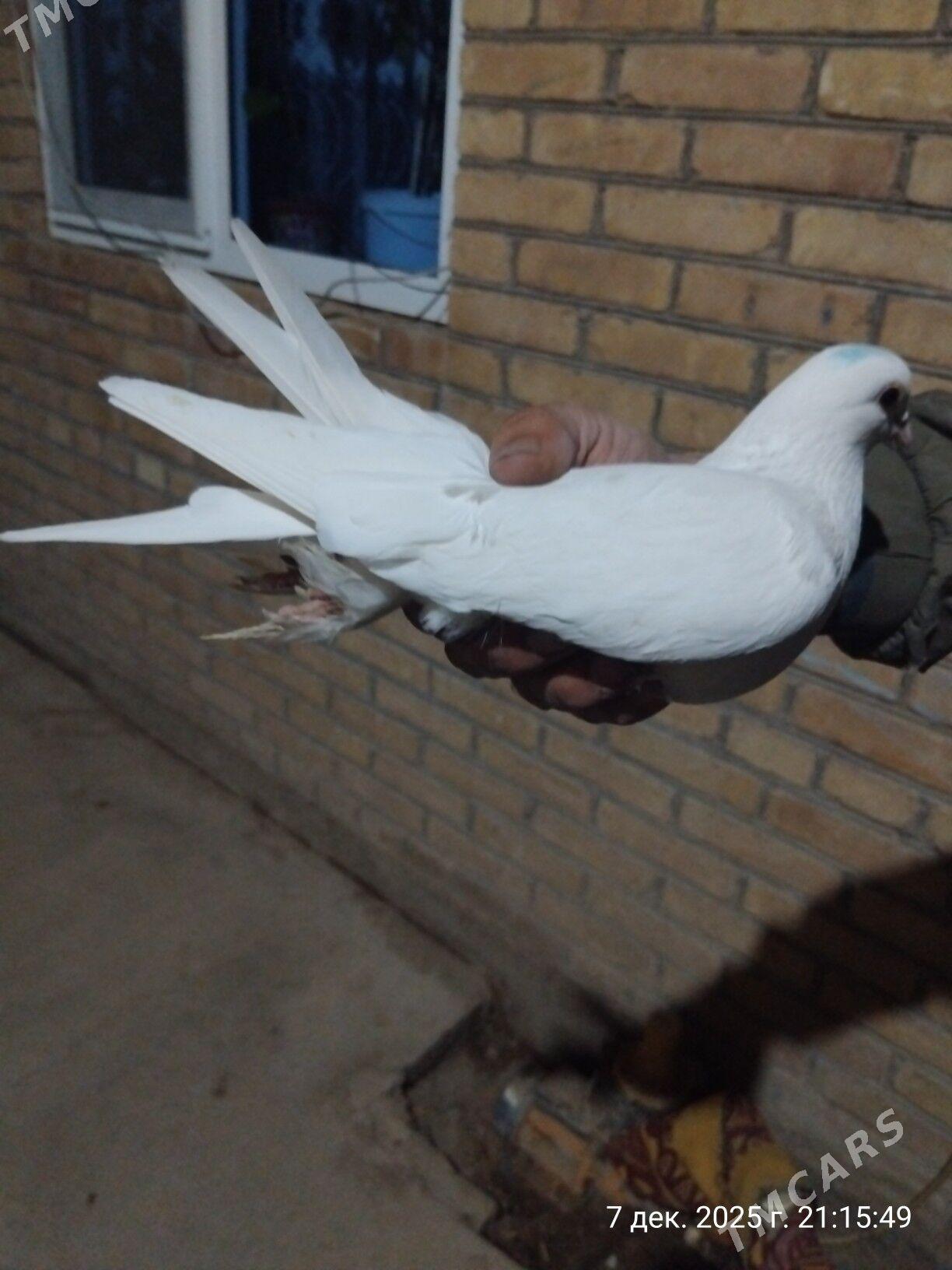 kepder - Türkmenabat - img 3