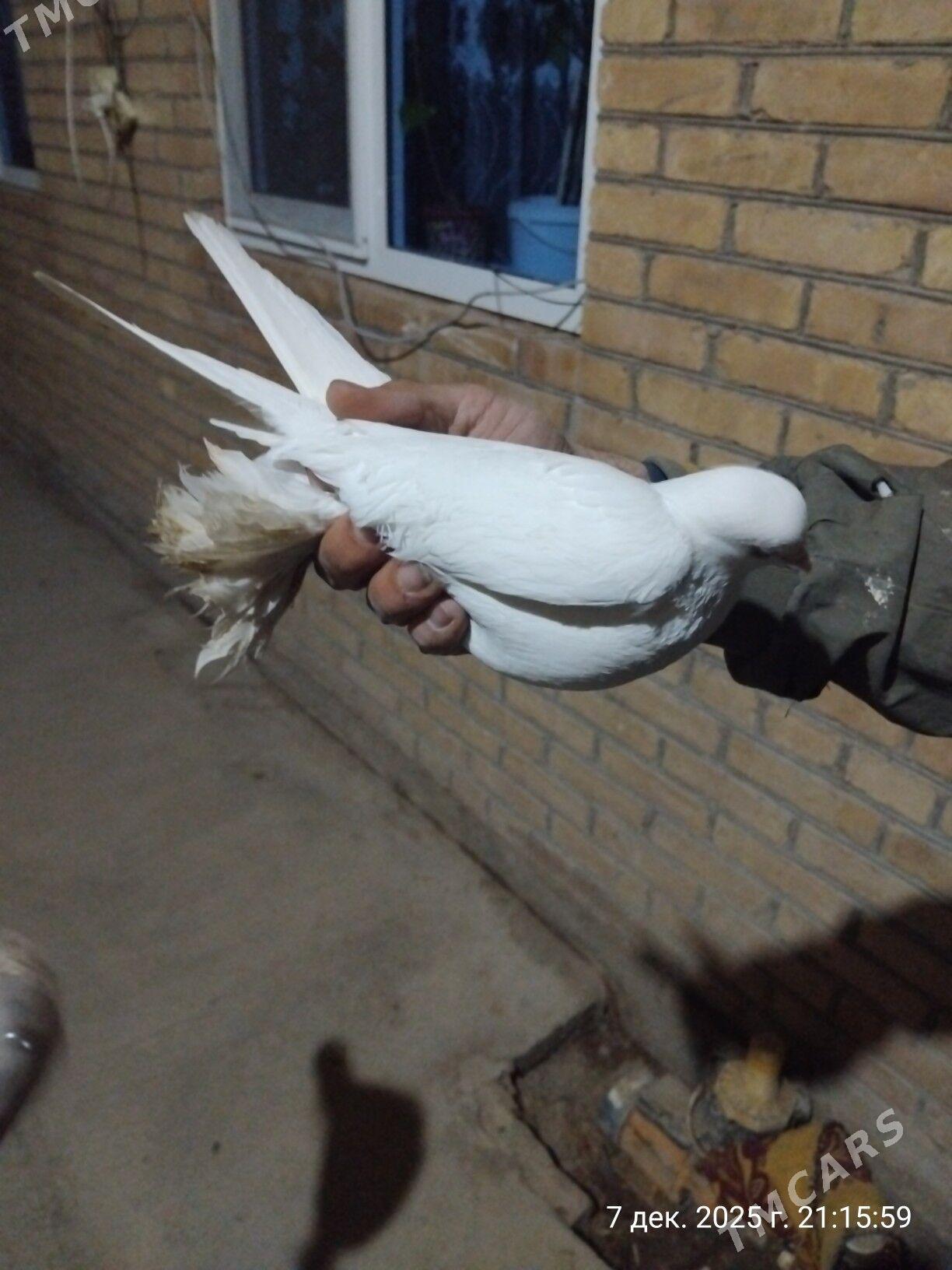 kepder - Türkmenabat - img 6