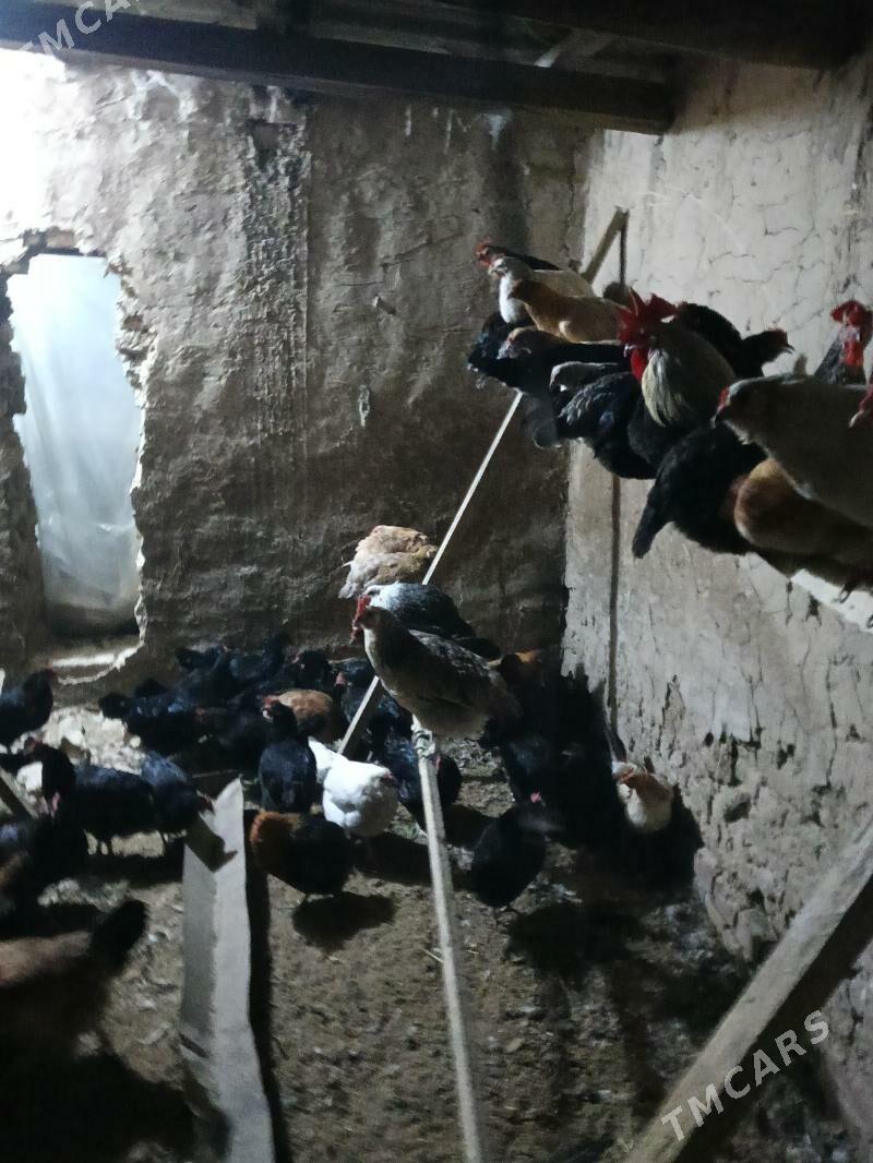 towuk - Векильбазар - img 2