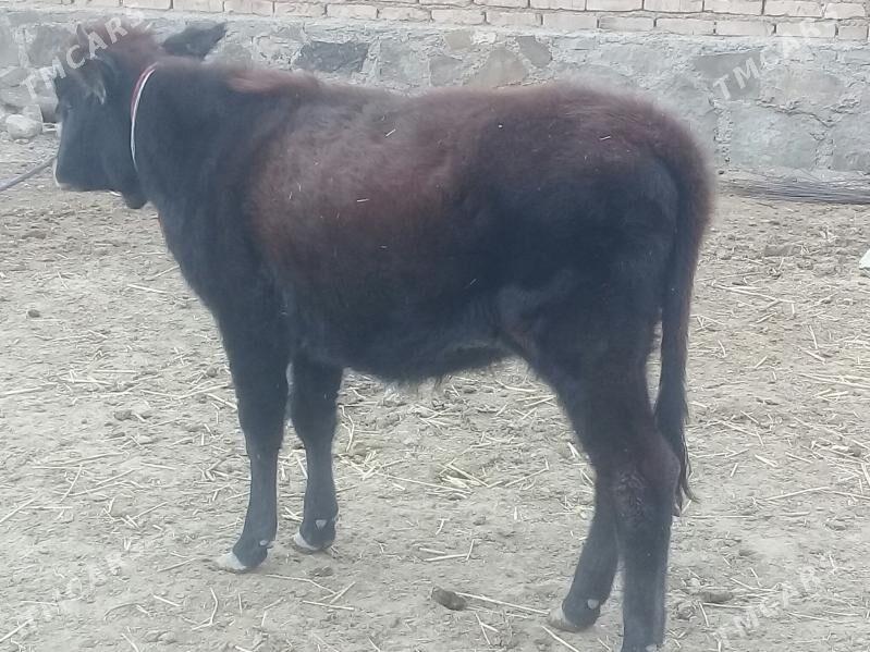 öýhaýwanlary - Берекет - img 1