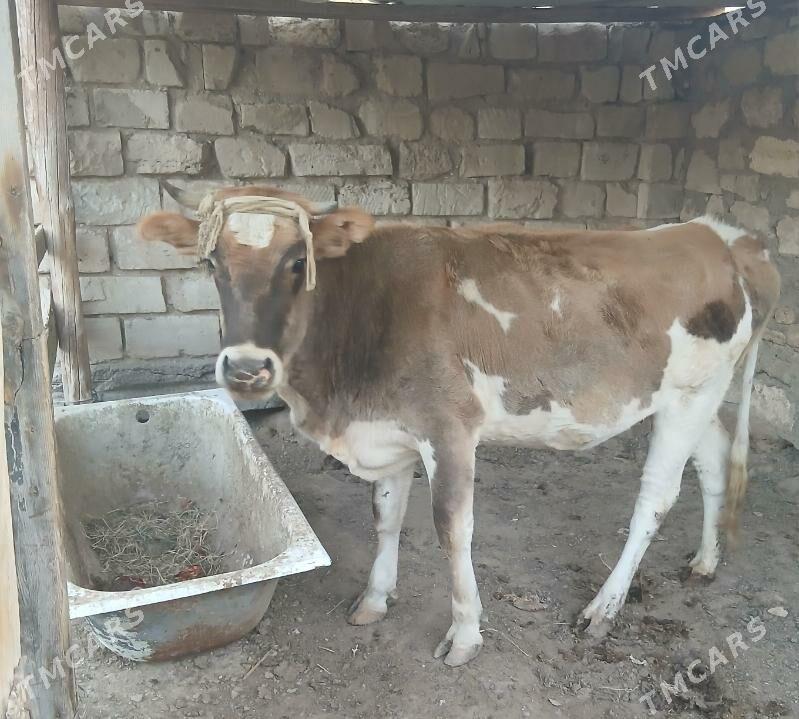 sygyr - Туркменбаши - img 2